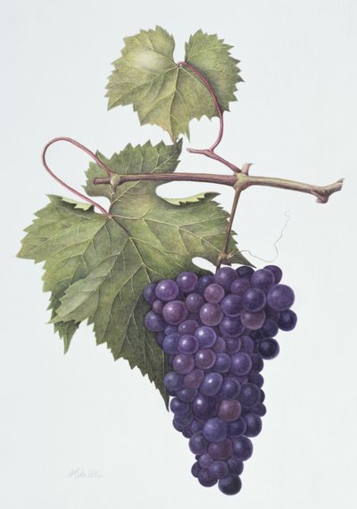 Grapes by Margaret Ann Eden